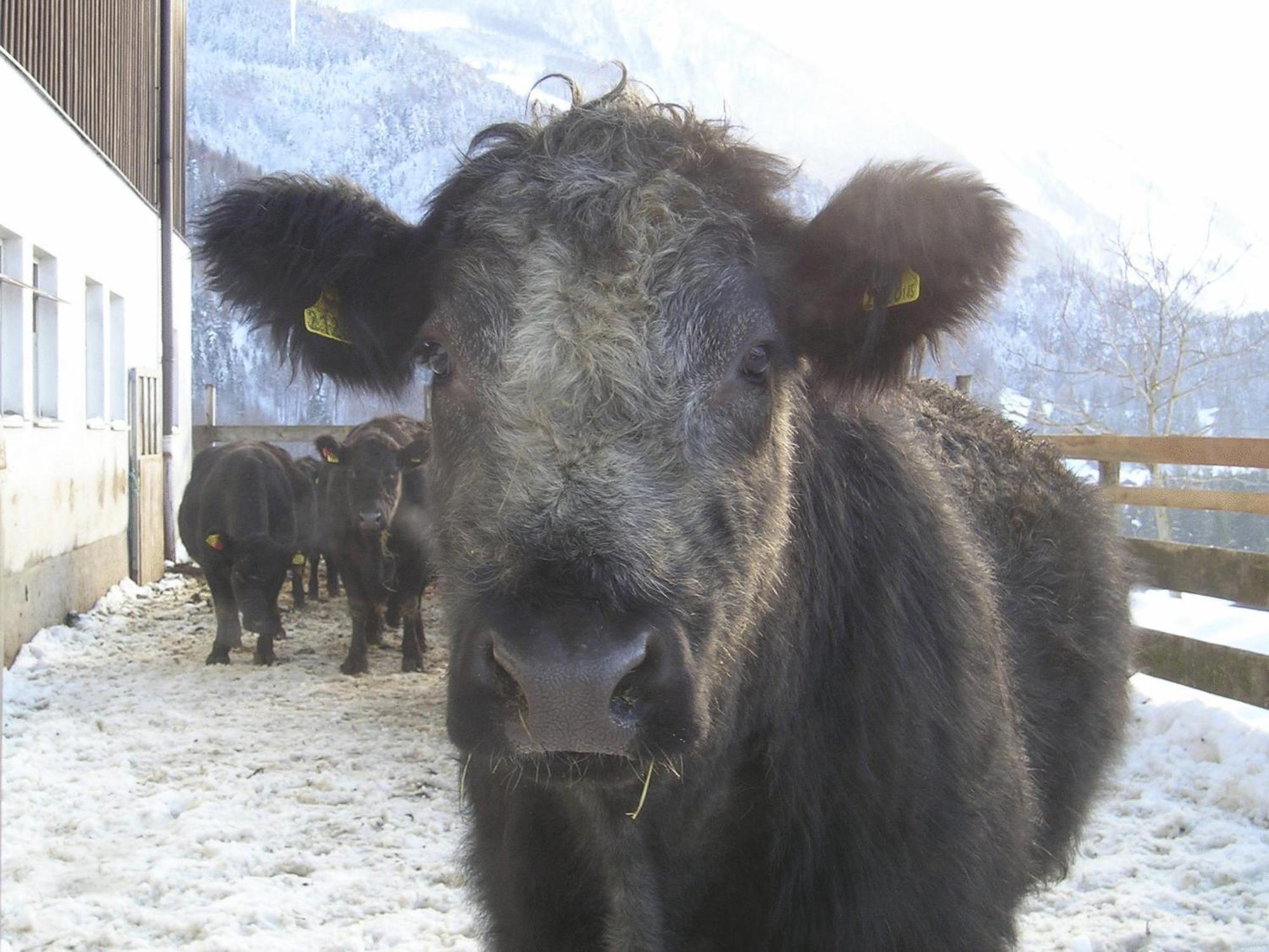 스트로블 Bio Bauernhof Eggerhof 빌라 외부 사진